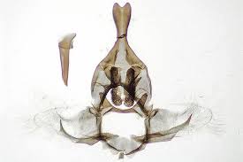 Attēlu rezultāti vaicājumam “Aphelia viburniana”