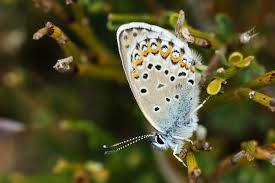 Attēlu rezultāti vaicājumam “Plebejus argus / Plebejus idas”