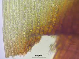 Attēlu rezultāti vaicājumam “Pohlia cruda”