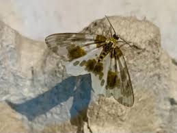 Attēlu rezultāti vaicājumam “Abraxas sylvata imago”