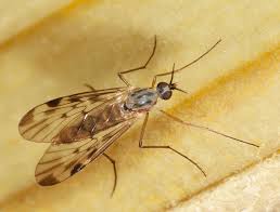 Attēlu rezultāti vaicājumam “Sylvicola sp.”