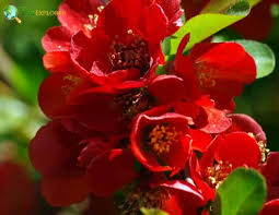 Attēlu rezultāti vaicājumam “Cydonia oblonga flower”