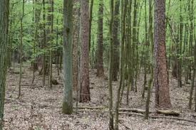 Attēlu rezultāti vaicājumam “Nothorhina punctata”