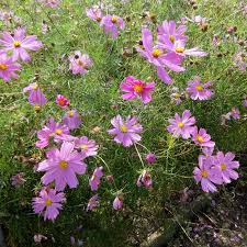 Image result for Schmuckkörbchen