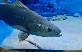 Image result for Argyrosomus japonicus