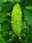 File:<b>Momordica charantia</b> 003.