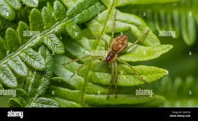 Attēlu rezultāti vaicājumam “Dolomedes fimbriatus”