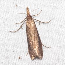 Attēlu rezultāti vaicājumam “Donacaula mucronella”