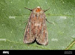 Attēlu rezultāti vaicājumam “Lacanobia contigua imago”