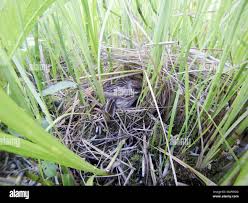 Attēlu rezultāti vaicājumam “Emberiza schoeniclus eggs”