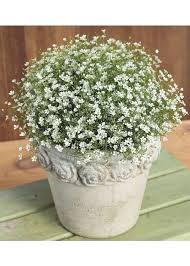 Attēlu rezultāti vaicājumam “Gypsophila fastigiata flower”