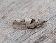 Attēlu rezultāti vaicājumam “Epinotia bilunana”