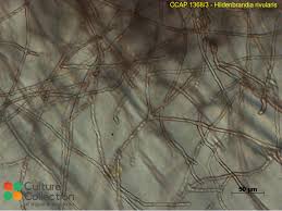 Attēlu rezultāti vaicājumam “Hildenbrandia rivularis”