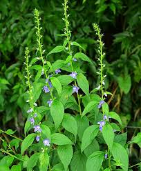 Image result for Campanula americana