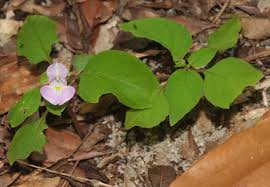 Attēlu rezultāti vaicājumam “Balsaminaceae”