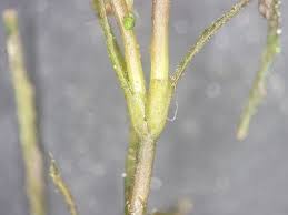 Attēlu rezultāti vaicājumam “Najas minor leaf”