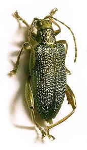 Attēlu rezultāti vaicājumam “Donacia dentata”