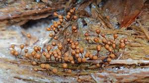 Attēlu rezultāti vaicājumam “Hemitrichia decipiens var. hemitrichoides”