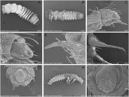 Attēlu rezultāti vaicājumam “Lygistopterus sanguineus larva”