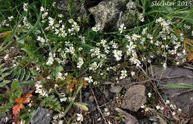 Attēlu rezultāti vaicājumam “Erophila verna flower”