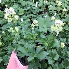 Attēlu rezultāti vaicājumam “Astrantia major leaf”