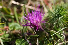 Attēlu rezultāti vaicājumam “Cirsium acaule leaf”