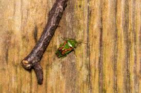 Attēlu rezultāti vaicājumam “Chlorochroa juniperina imago”