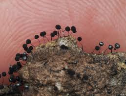 Attēlu rezultāti vaicājumam “Comatricha nigra young”