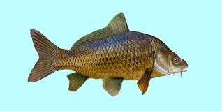 Image result for Cyprinus carpio