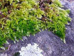 Attēlu rezultāti vaicājumam “Homalothecium sericeum”