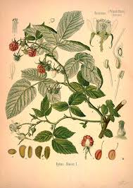 Attēlu rezultāti vaicājumam “Rubus idaeus”