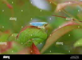 Attēlu rezultāti vaicājumam “Cicadella viridis female”