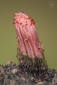 Attēlu rezultāti vaicājumam “Oligonema persimile macro”