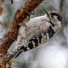 Attēlu rezultāti vaicājumam “Dendrocopos minor female”