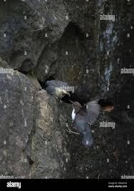 Attēlu rezultāti vaicājumam “Cinclus cinclus adult”