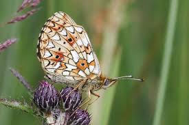 Attēlu rezultāti vaicājumam “Clossiana selene underside”