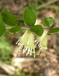 Attēlu rezultāti vaicājumam “Caprifoliaceae”