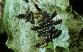 Attēlu rezultāti vaicājumam “Agelastica alni”