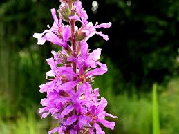 Image result for Blutweiderich