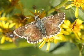 Attēlu rezultāti vaicājumam “Pyrgus serratulae upperside”