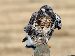 Attēlu rezultāti vaicājumam “Buteo lagopus adult”