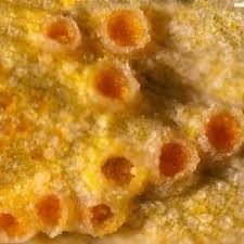 Attēlu rezultāti vaicājumam “Puccinia sessilis”