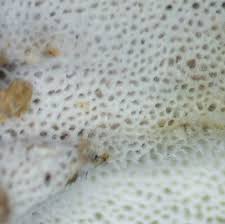 Attēlu rezultāti vaicājumam “Sidera lenis”