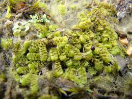 Attēlu rezultāti vaicājumam “Scapania”