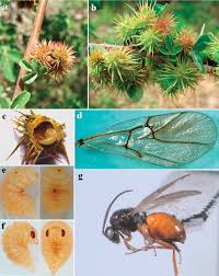 Attēlu rezultāti vaicājumam “Cynipidae”