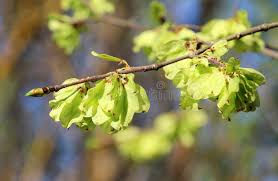 Attēlu rezultāti vaicājumam “Ulmus glabra flower”