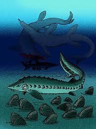 Image result for Acipenser