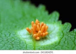 Attēlu rezultāti vaicājumam “Pucciniales”