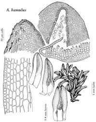Attēlu rezultāti vaicājumam “Aloina rigida”