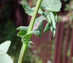 Attēlu rezultāti vaicājumam “Sonchus oleraceus leaf”